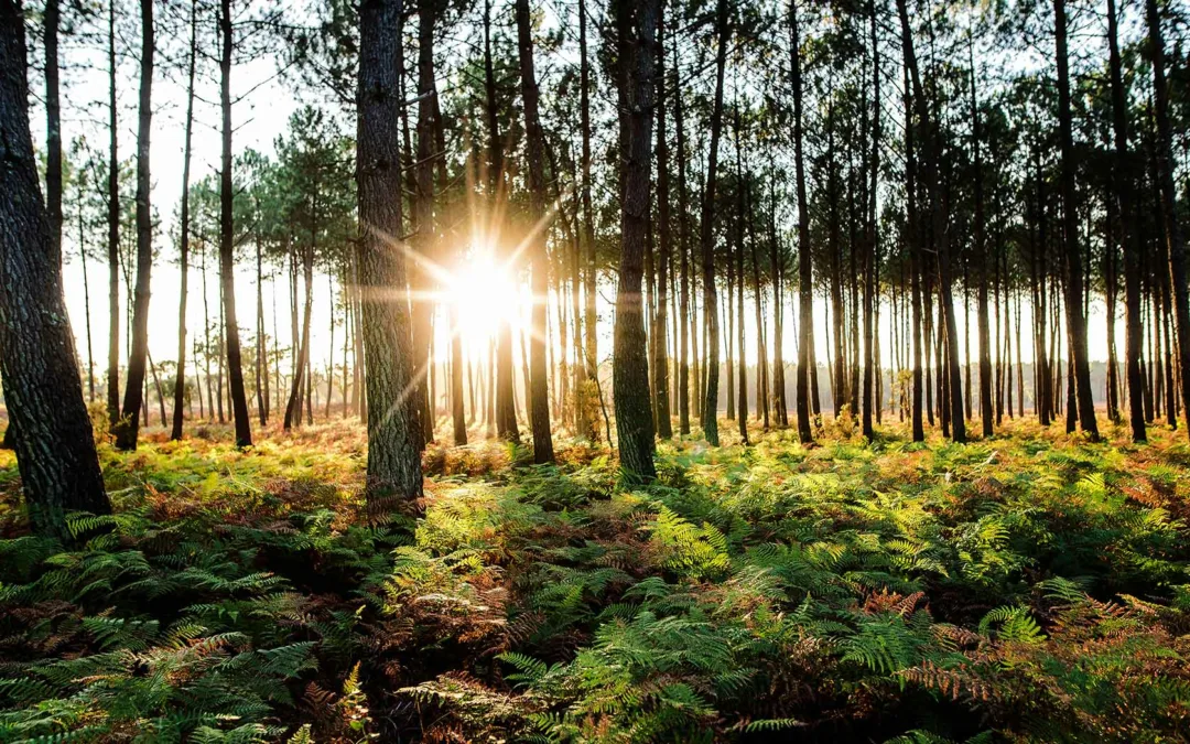 Biodiversité, environnement : nous plantons et replantons pour demain !