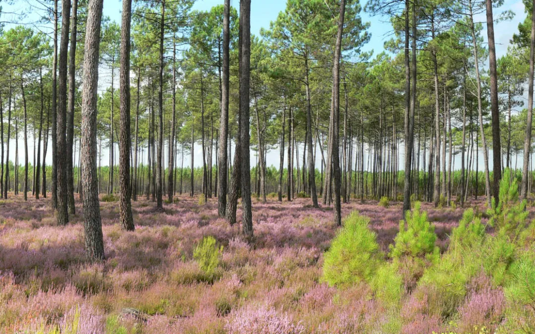 Camp in the heart of the Landes forest