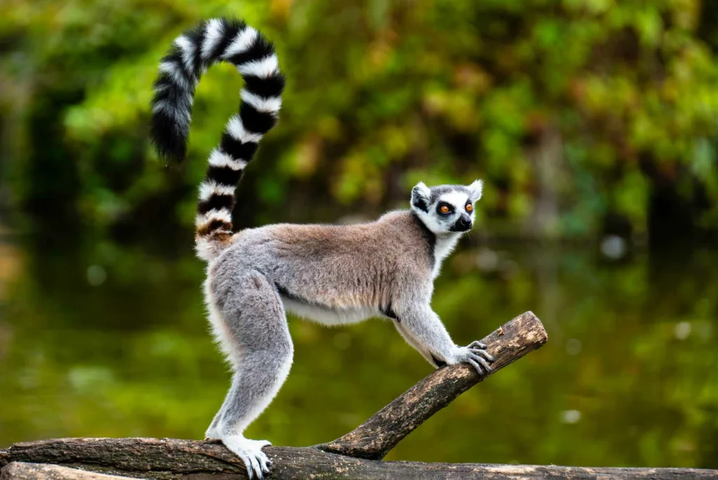 Ring Tailed Lemur On Branch Of Tree