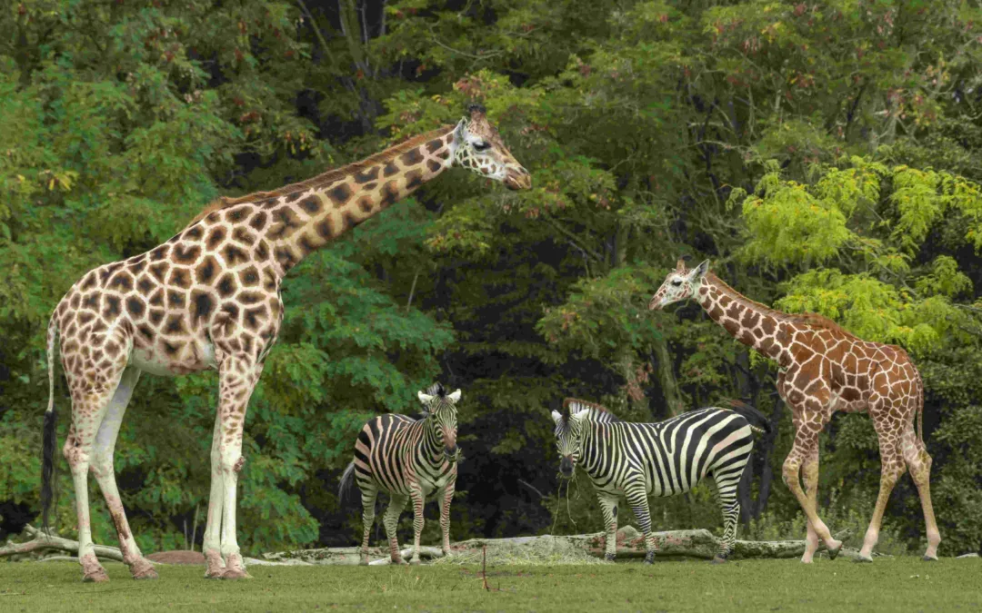 Besuchen Sie den Zoo von Labenne in den Landes.