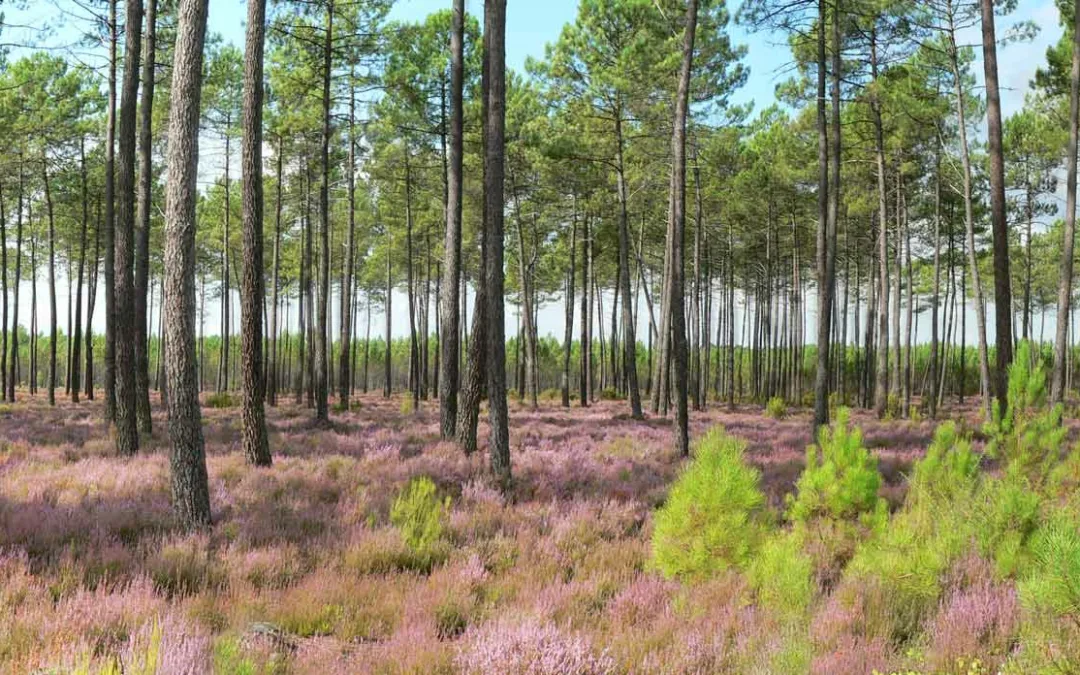 Exploring the Landes Amazon at Moliets-et-Maa